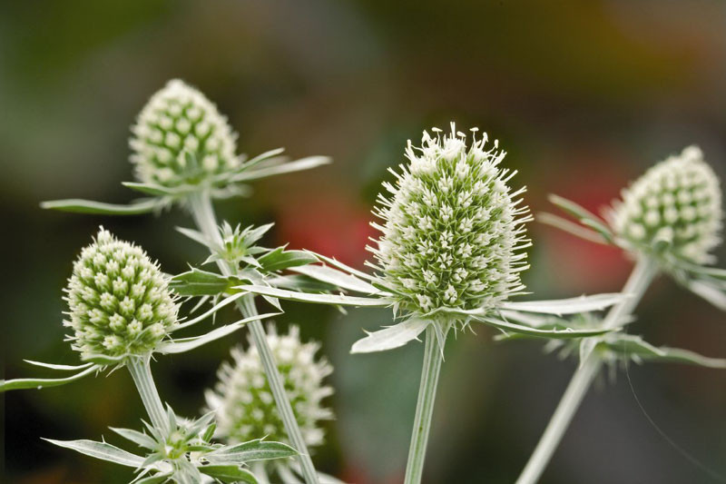Eryngium planum 'White Glitter' (Flat Sea Holly)